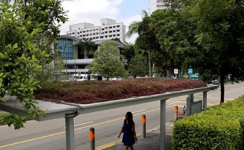 KB体育官网APP怪不得新加坡素有城市花园美誉绿化率高达70%巴士站顶都被“绿化(图5)