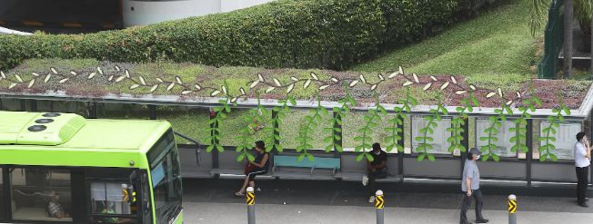 KB体育官网APP怪不得新加坡素有城市花园美誉绿化率高达70%巴士站顶都被“绿化(图4)