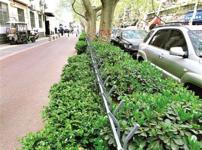 KB体育郑州部分路段绿化带装上栅栏 网友：想起了老家菜地里的竹竿篱笆(图3)