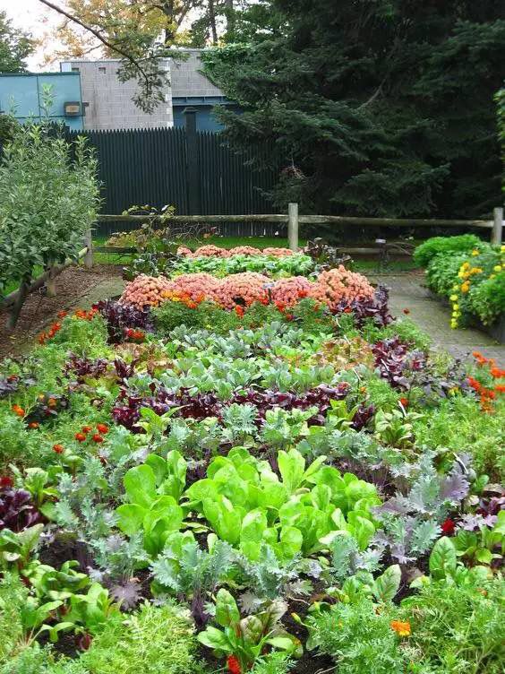 kb体育官网app下载玩转庭院：家里有院子的话可以建一个实用又好看的“菜园子”(图2)